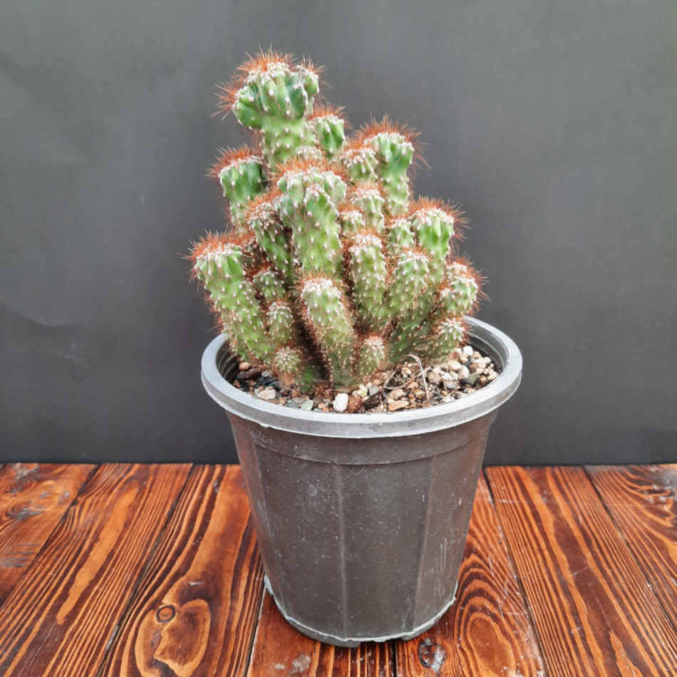 کاکتوس صخره ای مینیاتوری